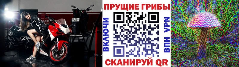 Галлюциногенные грибы Psilocybe  Бор 